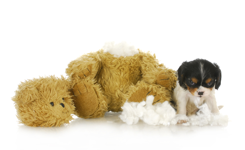 Transform Lives with Attentive Hoarder Clean Up and Clutter Removal Experts